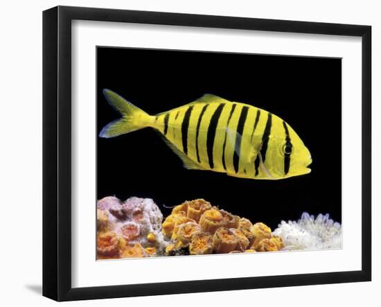 Aquarium Fish, Golden Jack, Golden Trevally-null-Framed Premium Photographic Print