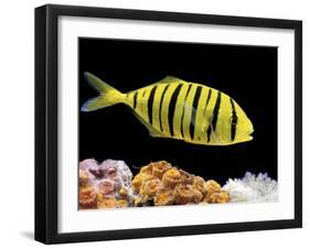 Aquarium Fish, Golden Jack, Golden Trevally-null-Framed Premium Photographic Print