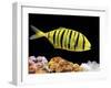 Aquarium Fish, Golden Jack, Golden Trevally-null-Framed Premium Photographic Print