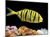 Aquarium Fish, Golden Jack, Golden Trevally-null-Mounted Premium Photographic Print