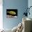 Aquarium Fish, Golden Jack, Golden Trevally-null-Photographic Print displayed on a wall