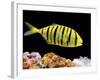 Aquarium Fish, Golden Jack, Golden Trevally-null-Framed Photographic Print