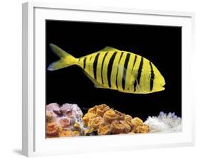Aquarium Fish, Golden Jack, Golden Trevally-null-Framed Photographic Print