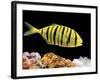 Aquarium Fish, Golden Jack, Golden Trevally-null-Framed Photographic Print