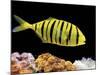 Aquarium Fish, Golden Jack, Golden Trevally-null-Mounted Photographic Print