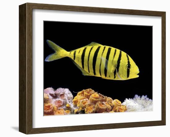 Aquarium Fish, Golden Jack, Golden Trevally-null-Framed Photographic Print