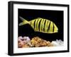 Aquarium Fish, Golden Jack, Golden Trevally-null-Framed Photographic Print