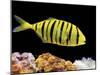 Aquarium Fish, Golden Jack, Golden Trevally-null-Mounted Photographic Print