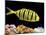 Aquarium Fish, Golden Jack, Golden Trevally-null-Mounted Photographic Print