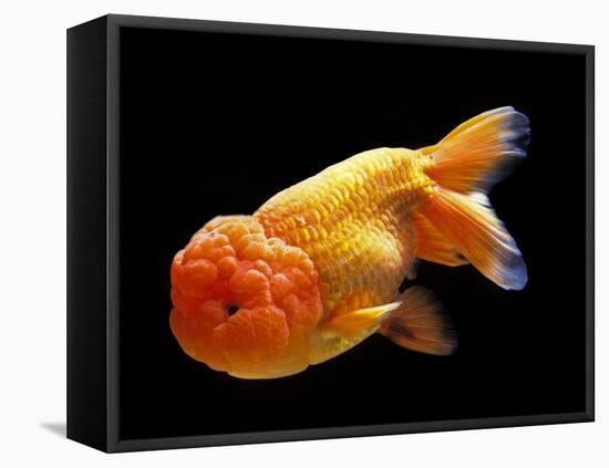 Aquarium Fish Lionhead Goldfish-null-Framed Stretched Canvas