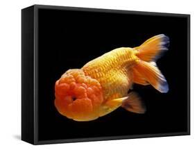 Aquarium Fish Lionhead Goldfish-null-Framed Stretched Canvas