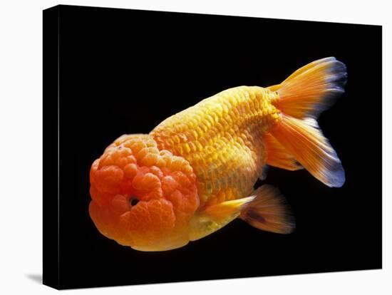 Aquarium Fish Lionhead Goldfish-null-Stretched Canvas