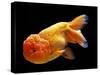 Aquarium Fish Lionhead Goldfish-null-Stretched Canvas
