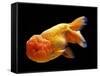 Aquarium Fish Lionhead Goldfish-null-Framed Stretched Canvas