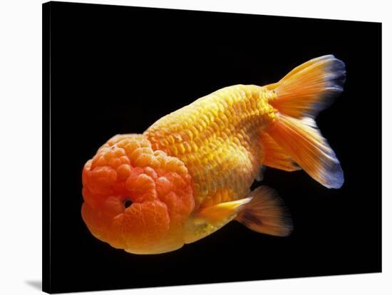 Aquarium Fish Lionhead Goldfish-null-Stretched Canvas