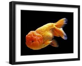 Aquarium Fish Lionhead Goldfish-null-Framed Premium Photographic Print