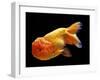 Aquarium Fish Lionhead Goldfish-null-Framed Premium Photographic Print