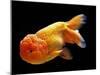 Aquarium Fish Lionhead Goldfish-null-Mounted Premium Photographic Print