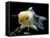 Aquarium Fish Lionhead Goldfish-null-Framed Stretched Canvas