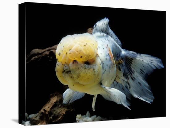 Aquarium Fish Lionhead Goldfish-null-Stretched Canvas