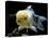 Aquarium Fish Lionhead Goldfish-null-Stretched Canvas