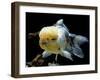 Aquarium Fish Lionhead Goldfish-null-Framed Premium Photographic Print