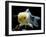 Aquarium Fish Lionhead Goldfish-null-Framed Premium Photographic Print