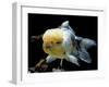 Aquarium Fish Lionhead Goldfish-null-Framed Premium Photographic Print