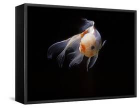 Aquarium Fish Lionhead Goldfish-null-Framed Stretched Canvas