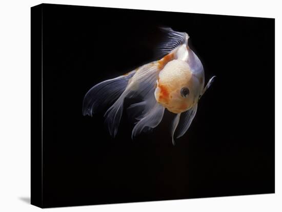 Aquarium Fish Lionhead Goldfish-null-Stretched Canvas