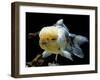 Aquarium Fish Lionhead Goldfish-null-Framed Photographic Print