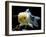 Aquarium Fish Lionhead Goldfish-null-Framed Photographic Print