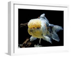 Aquarium Fish Lionhead Goldfish-null-Framed Photographic Print