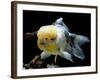 Aquarium Fish Lionhead Goldfish-null-Framed Photographic Print