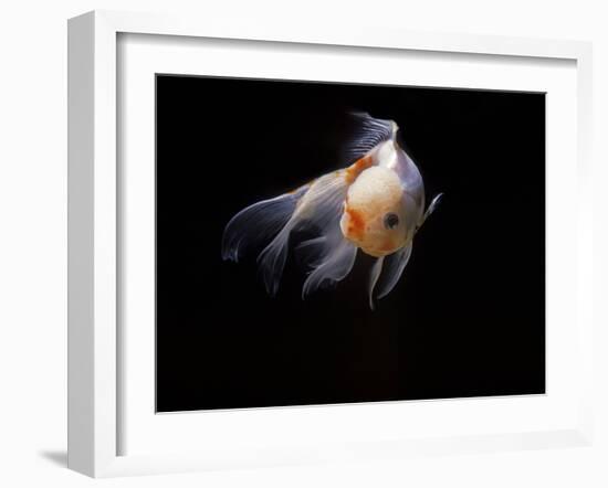 Aquarium Fish Lionhead Goldfish-null-Framed Photographic Print