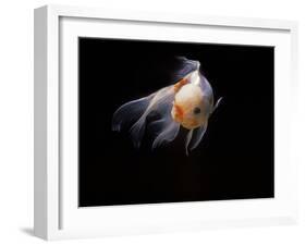 Aquarium Fish Lionhead Goldfish-null-Framed Photographic Print