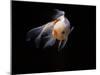 Aquarium Fish Lionhead Goldfish-null-Mounted Photographic Print