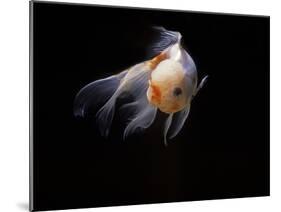 Aquarium Fish Lionhead Goldfish-null-Mounted Photographic Print