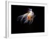 Aquarium Fish Lionhead Goldfish-null-Framed Photographic Print