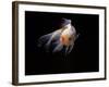 Aquarium Fish Lionhead Goldfish-null-Framed Photographic Print