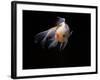 Aquarium Fish Lionhead Goldfish-null-Framed Photographic Print