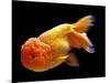 Aquarium Fish Lionhead Goldfish-null-Mounted Photographic Print