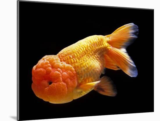 Aquarium Fish Lionhead Goldfish-null-Mounted Photographic Print