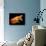 Aquarium Fish Lionhead Goldfish-null-Photographic Print displayed on a wall