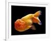 Aquarium Fish Lionhead Goldfish-null-Framed Photographic Print