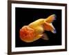 Aquarium Fish Lionhead Goldfish-null-Framed Photographic Print