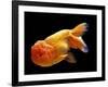 Aquarium Fish Lionhead Goldfish-null-Framed Photographic Print