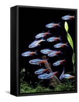 Aquarium Fish Neon Tetra-null-Framed Stretched Canvas