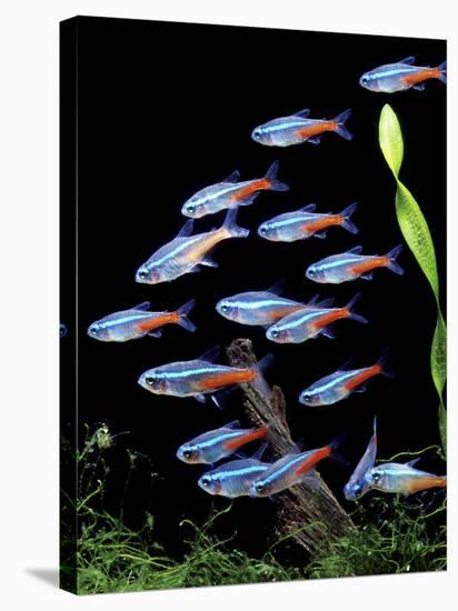 Aquarium Fish Neon Tetra-null-Stretched Canvas