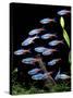 Aquarium Fish Neon Tetra-null-Stretched Canvas